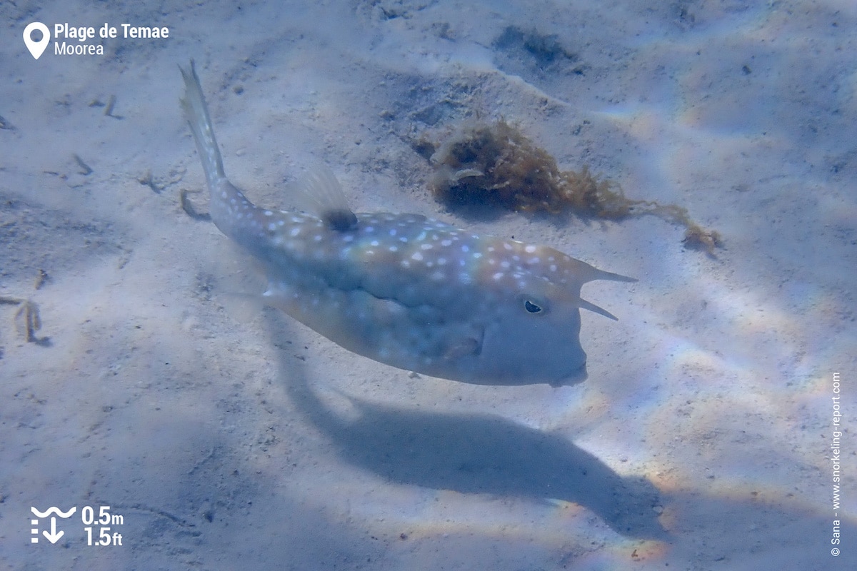 Longhorn cowfish at Temae Beach