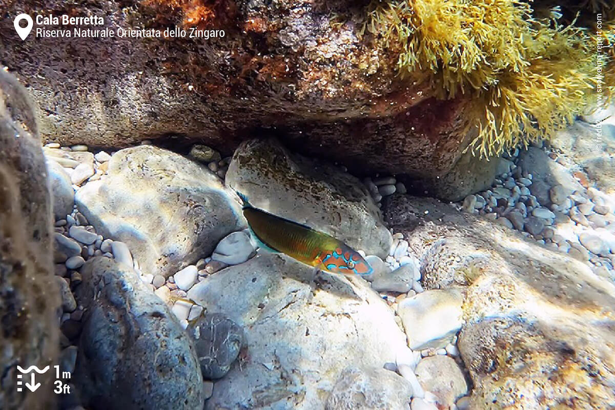 ornate wrasse at Cala Berretta