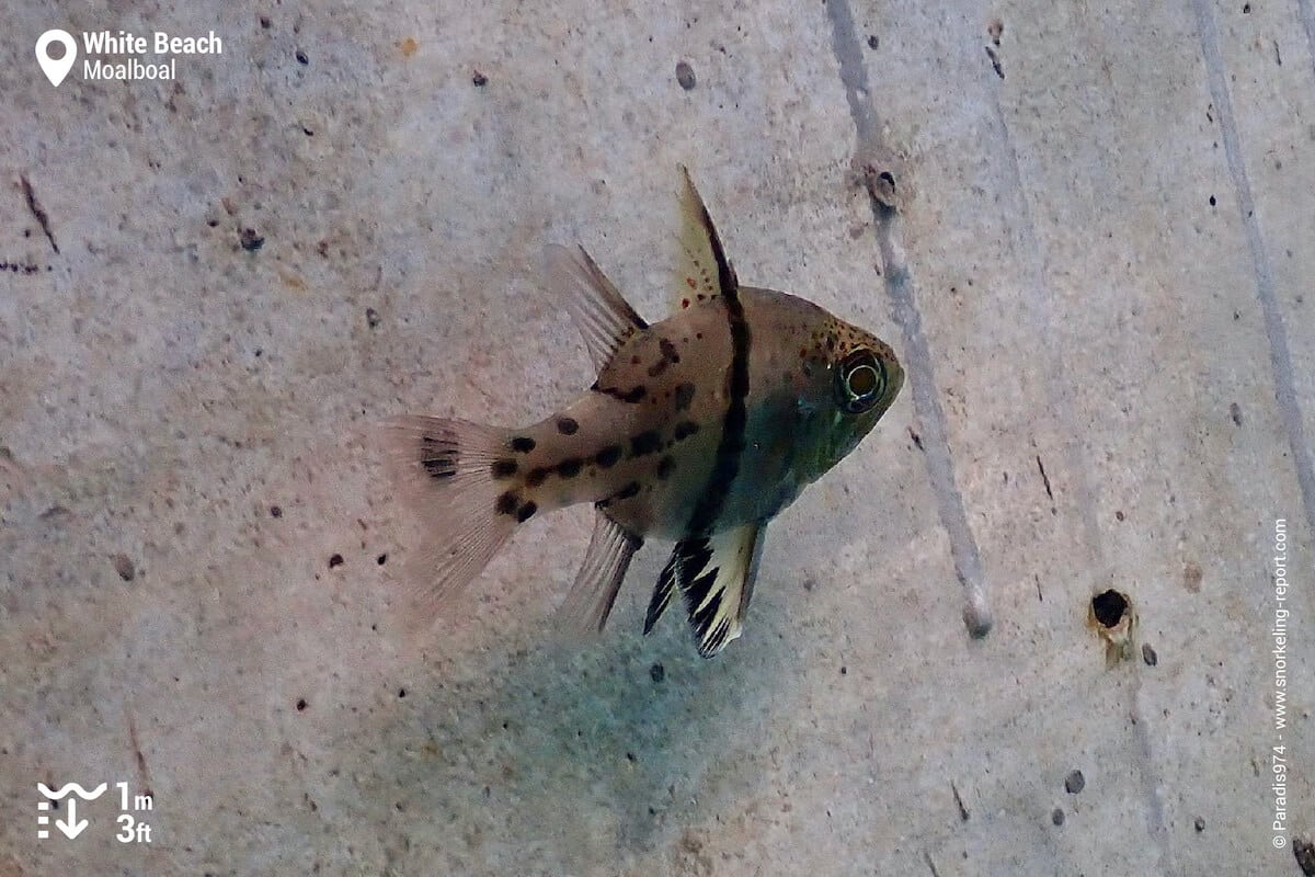 Pyjama cardinalfish at White Beach, Moalboal