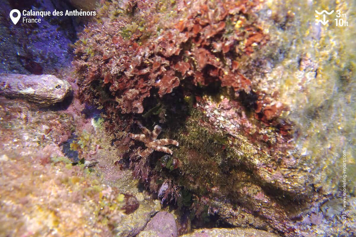 Rocky beds and spiny starfish at Calanque des Anthenors