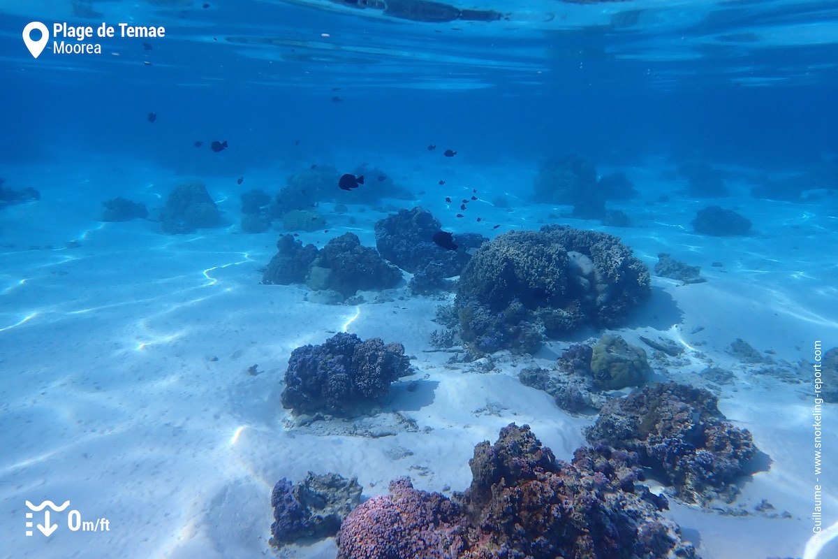 Sand and coral beds Plage de Temae