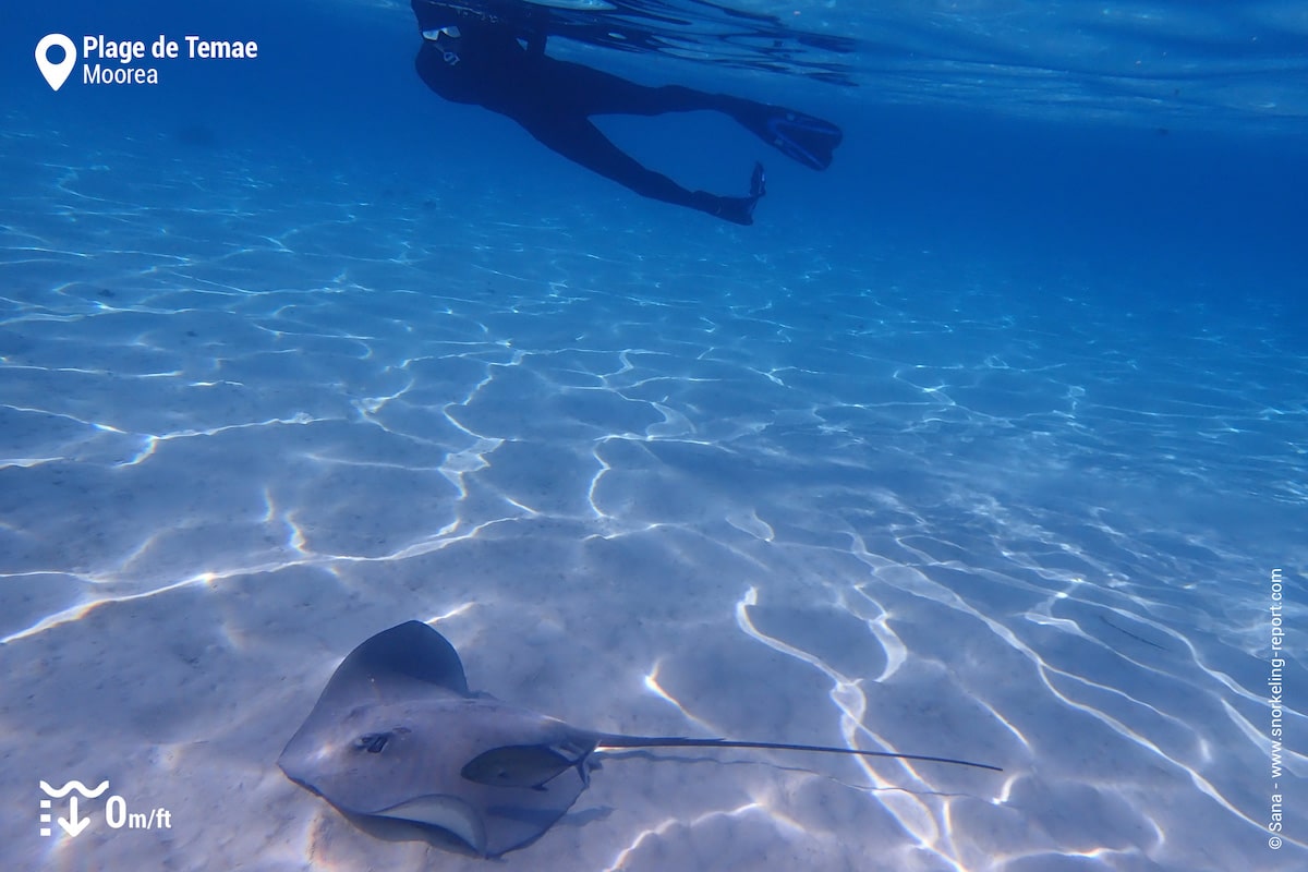 Snorkeler observing a stingray in Moorea