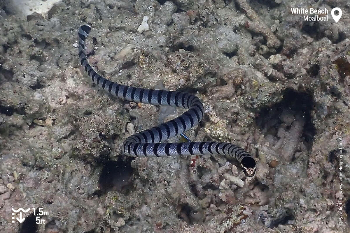 Yellow-lipped sea krait at White Beach, Moalboal