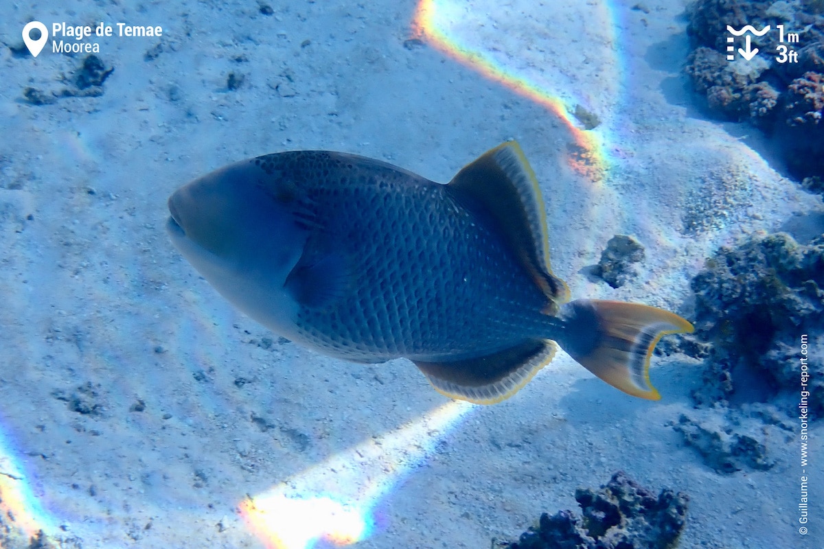 Yellowmargin triggerfish in Moorea