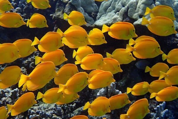 Poissons à Voir en Snorkeling à Hawaii