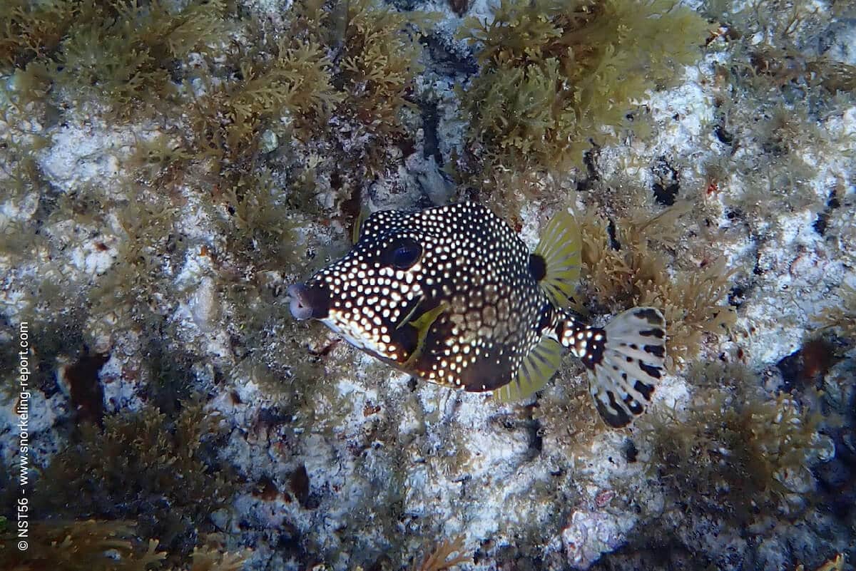 Boxfish in Anguilla