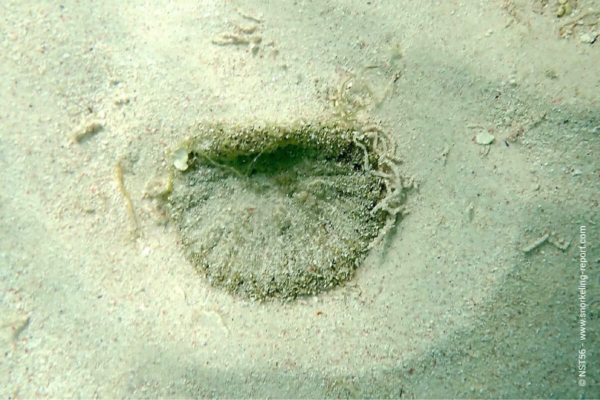 Burrowing elegant anemone in Anguilla