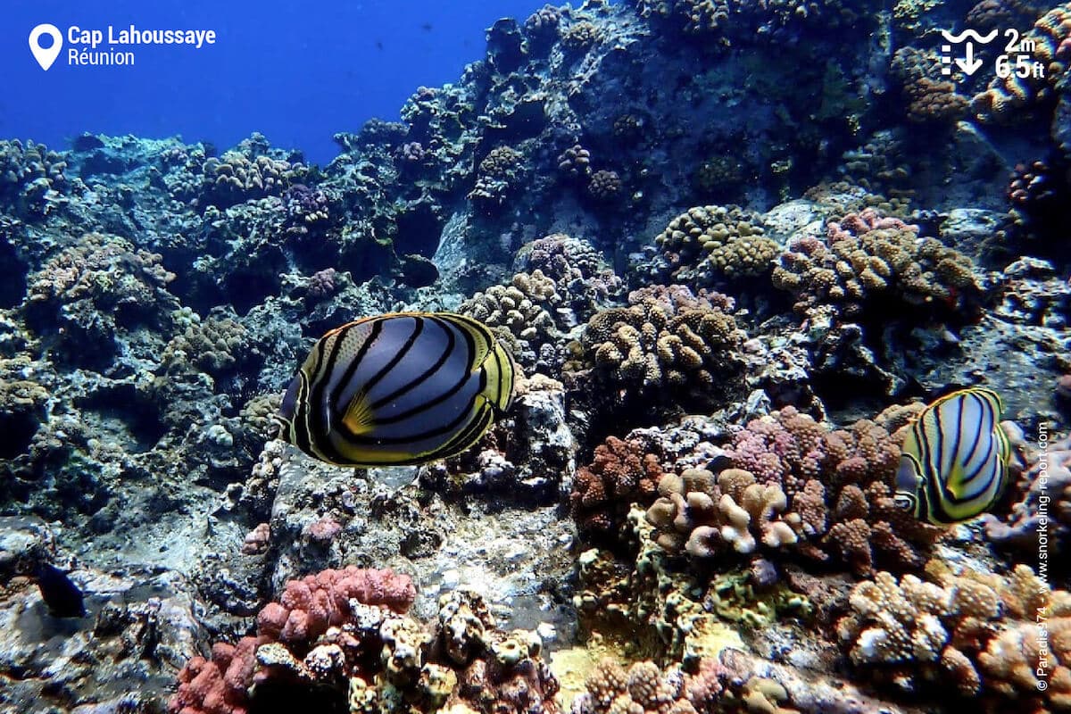 Scrawled butterflyfish at Cap Lahoussaye coral reef
