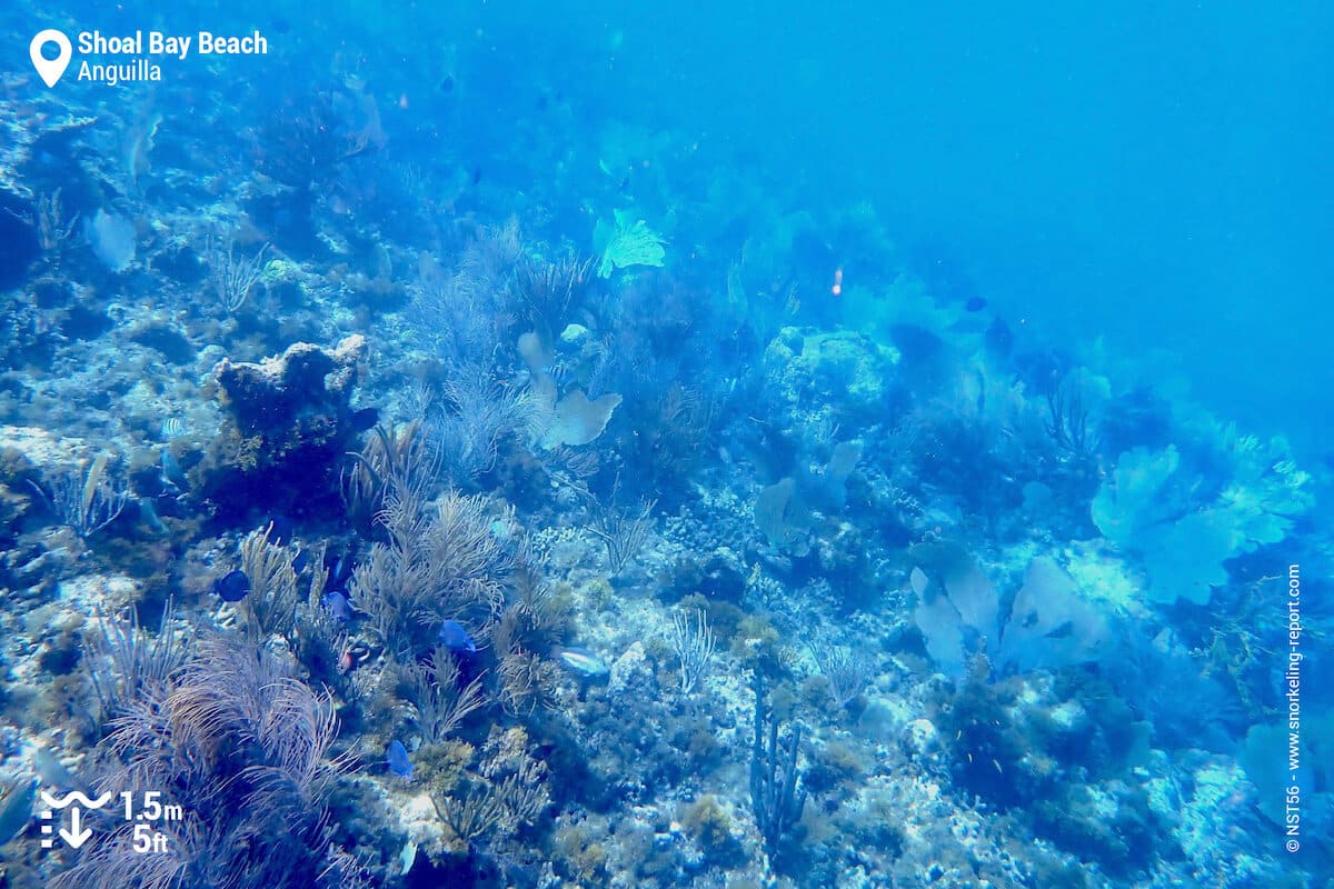 Reef slope at Shoal Bay, Anguilla