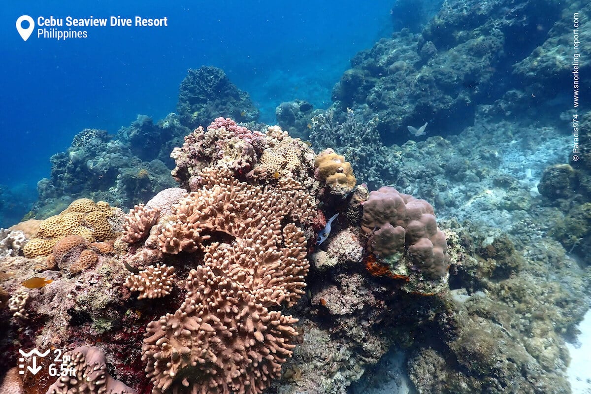 The coral reef at Cebu Seaview Dive Resort