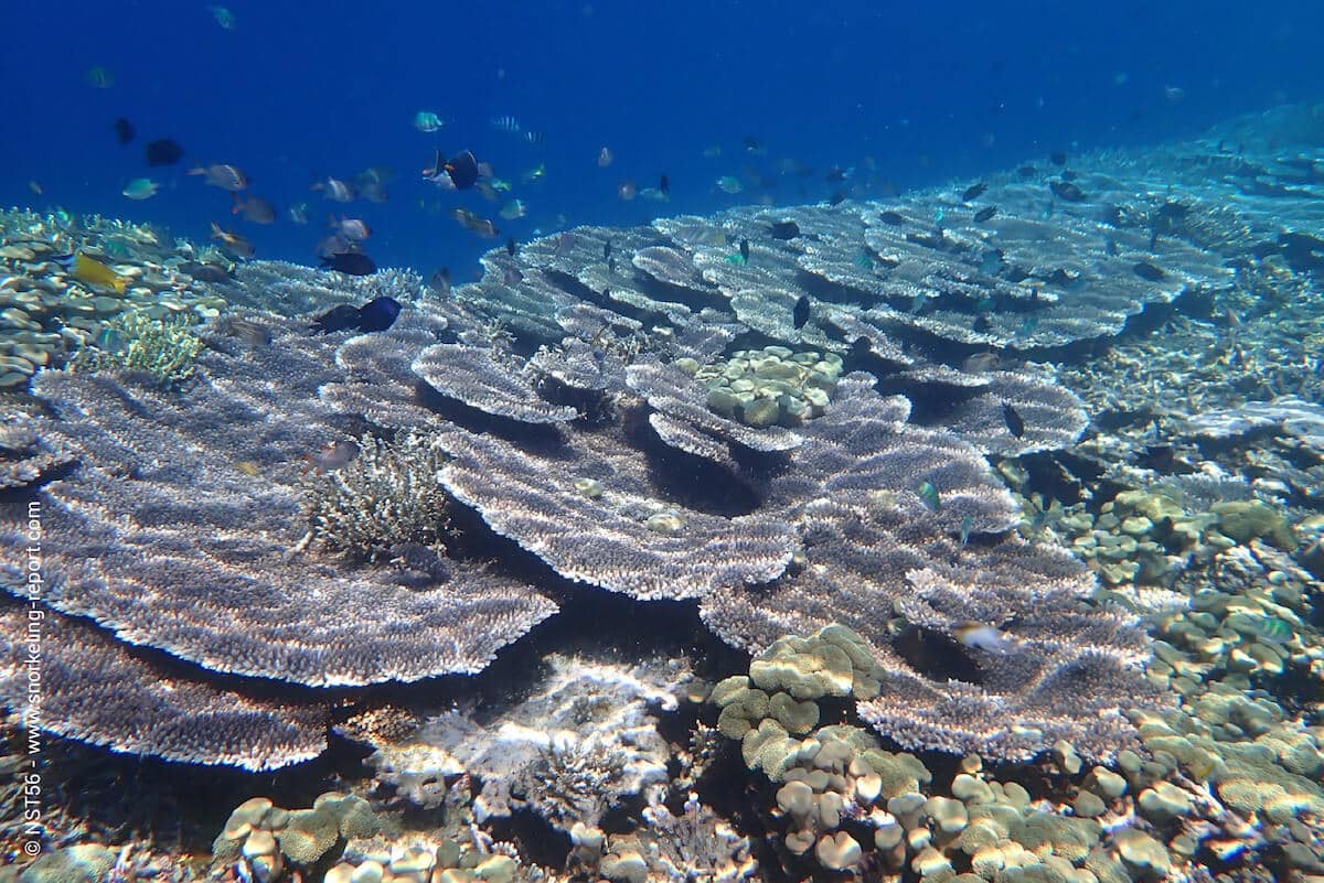 Coral reef in Komodo Resort