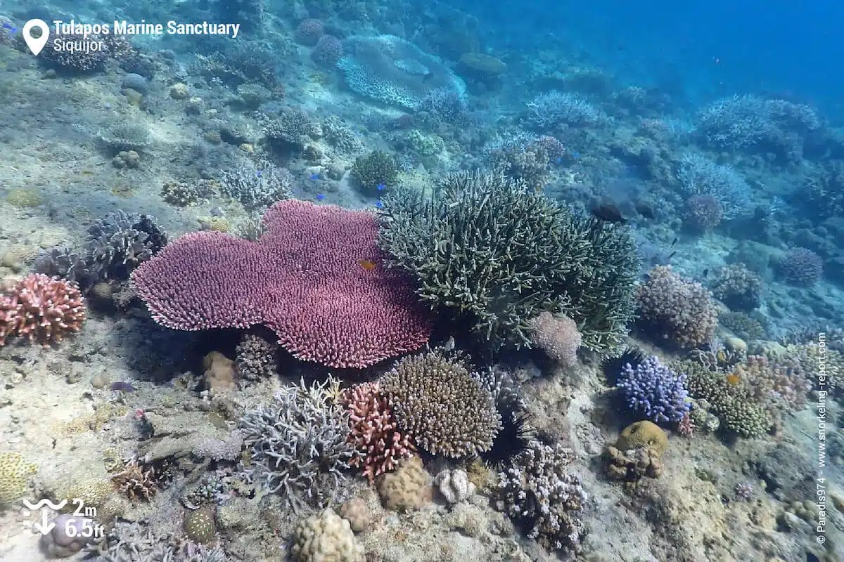 Coral reef at Tulapos