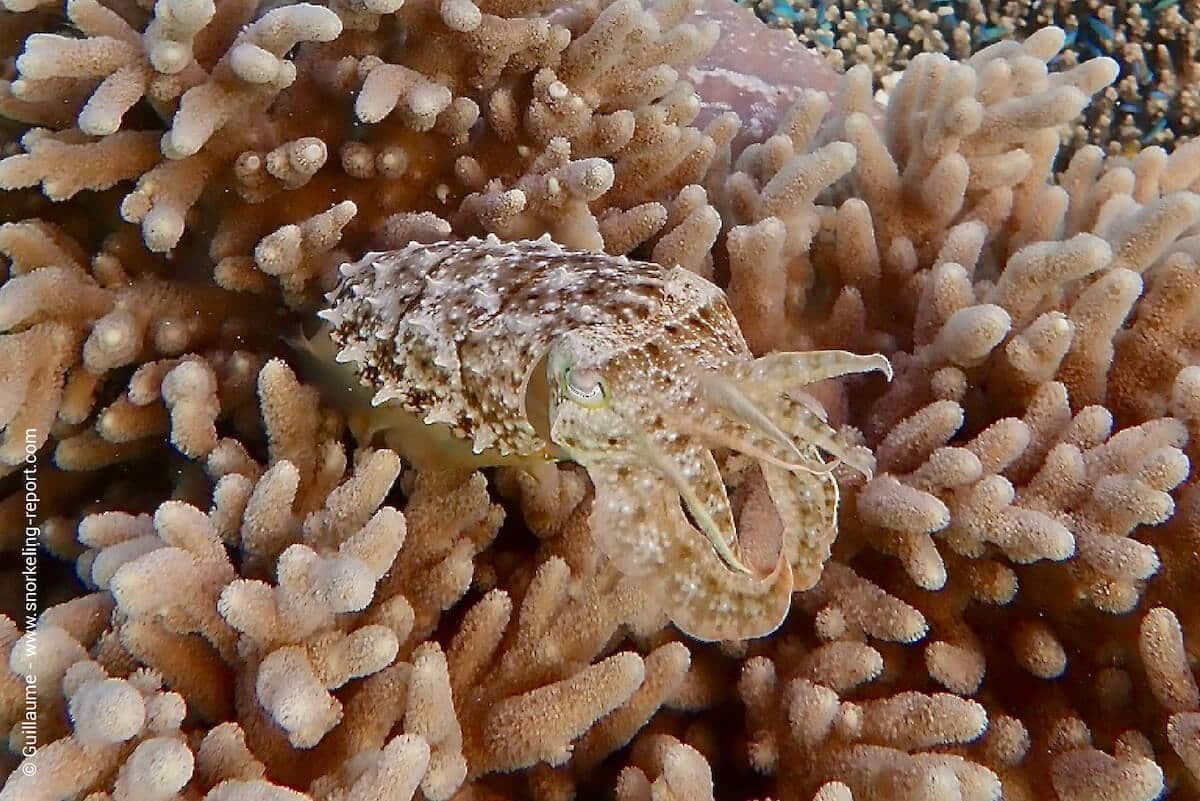 Cuttlefish at Wakatobi Resort's house reef