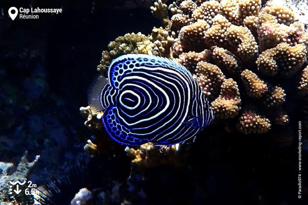 Juvenile emperor angelfish at Cap Lahoussaye