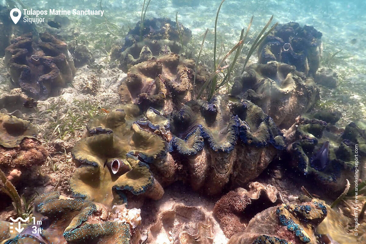 Giant clams at Tulapos