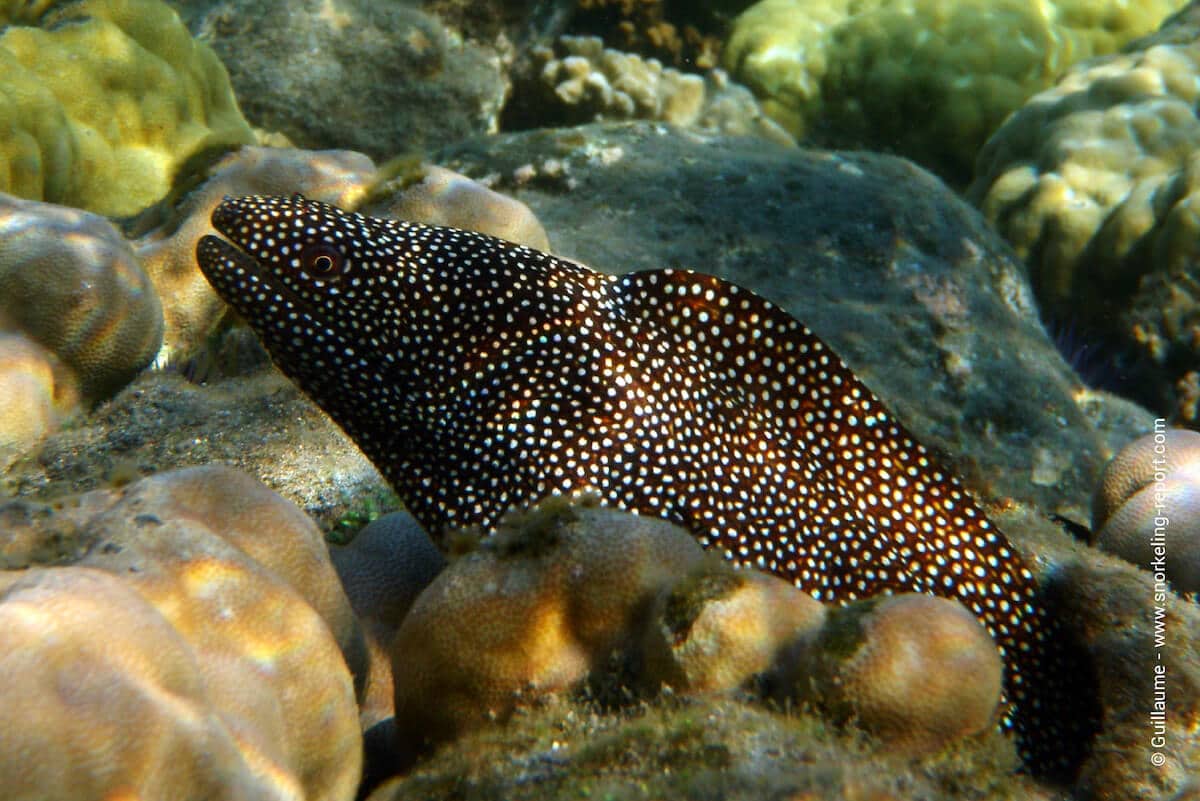 Guineafowl moray - puhi'oni'o - Gymnothorax meleagris