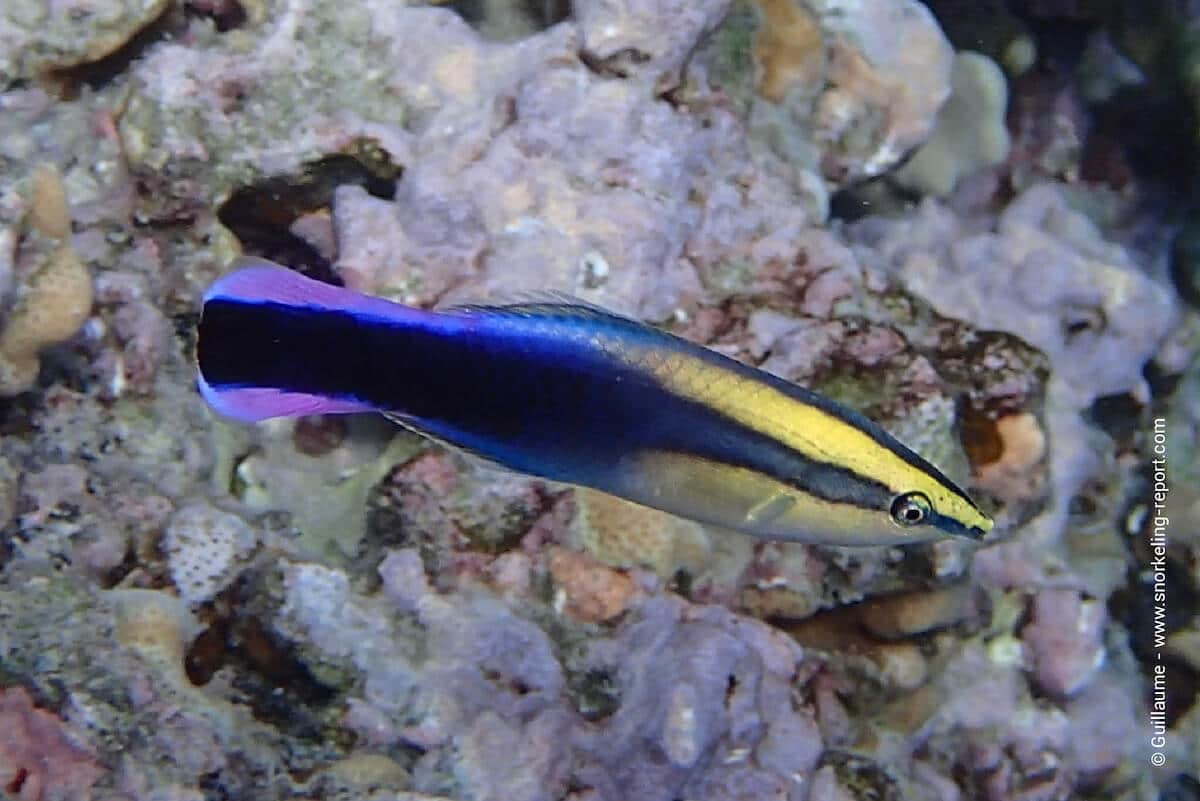 Hawaiian cleaner wrasse - Labroides phthirophagus