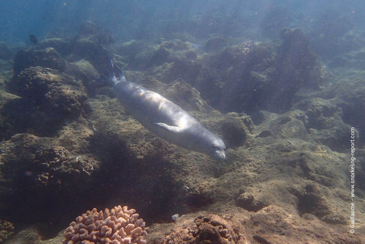 Hawaiian monk seal in Hawaii - ilio-holo-i-ka-uaua - Monachus schauinslandi