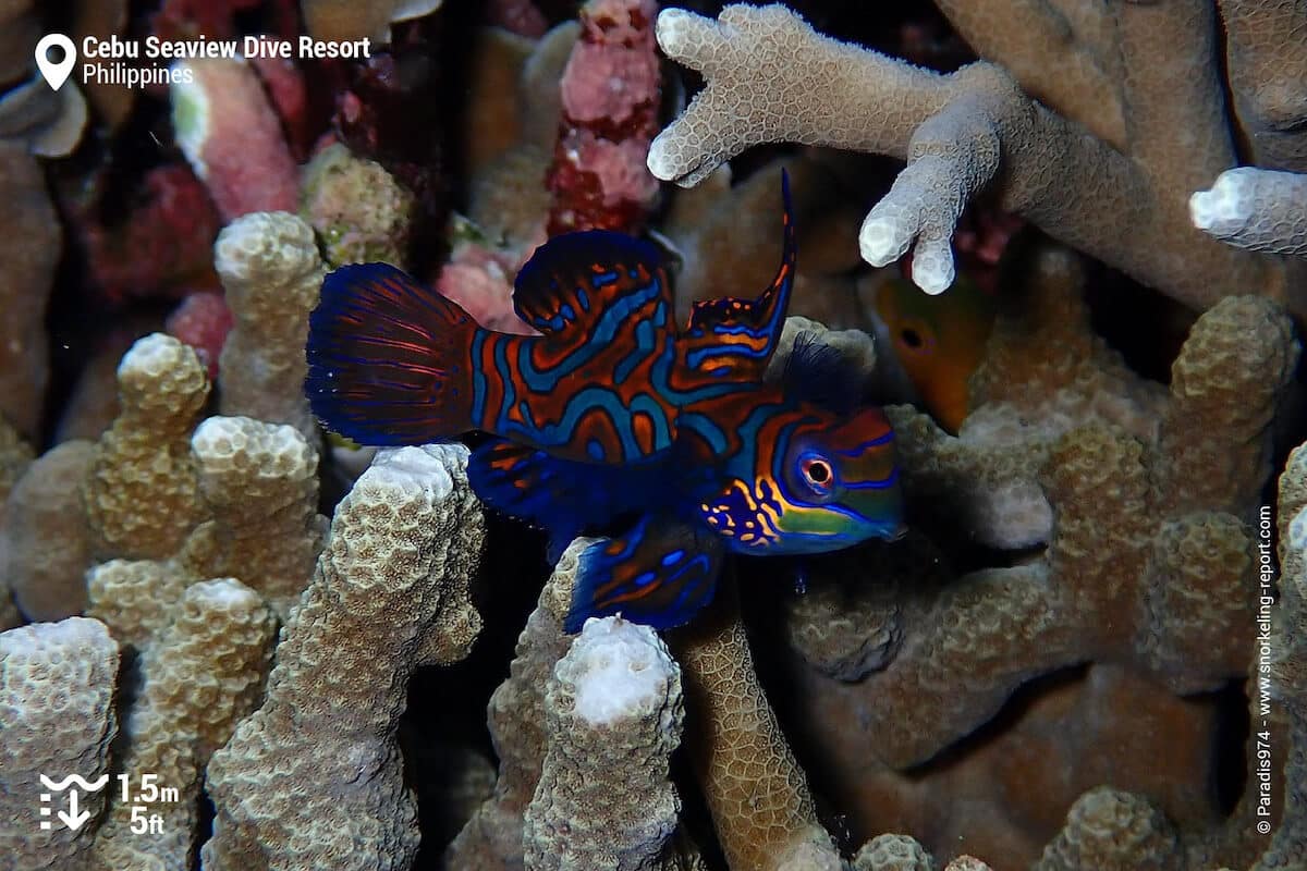 Mandarinfish in Moalboal