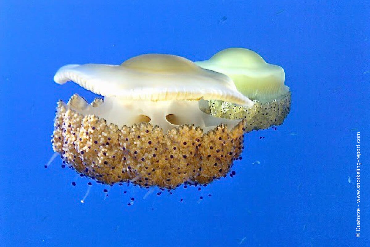 Mediterranean jellyfish at the Blue Hole, Gozo