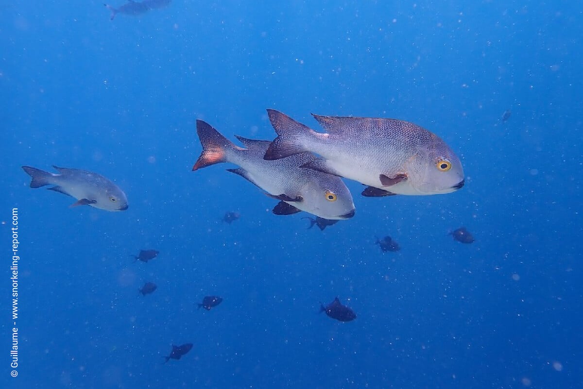 Midnight snappers at Wakatobi Resort