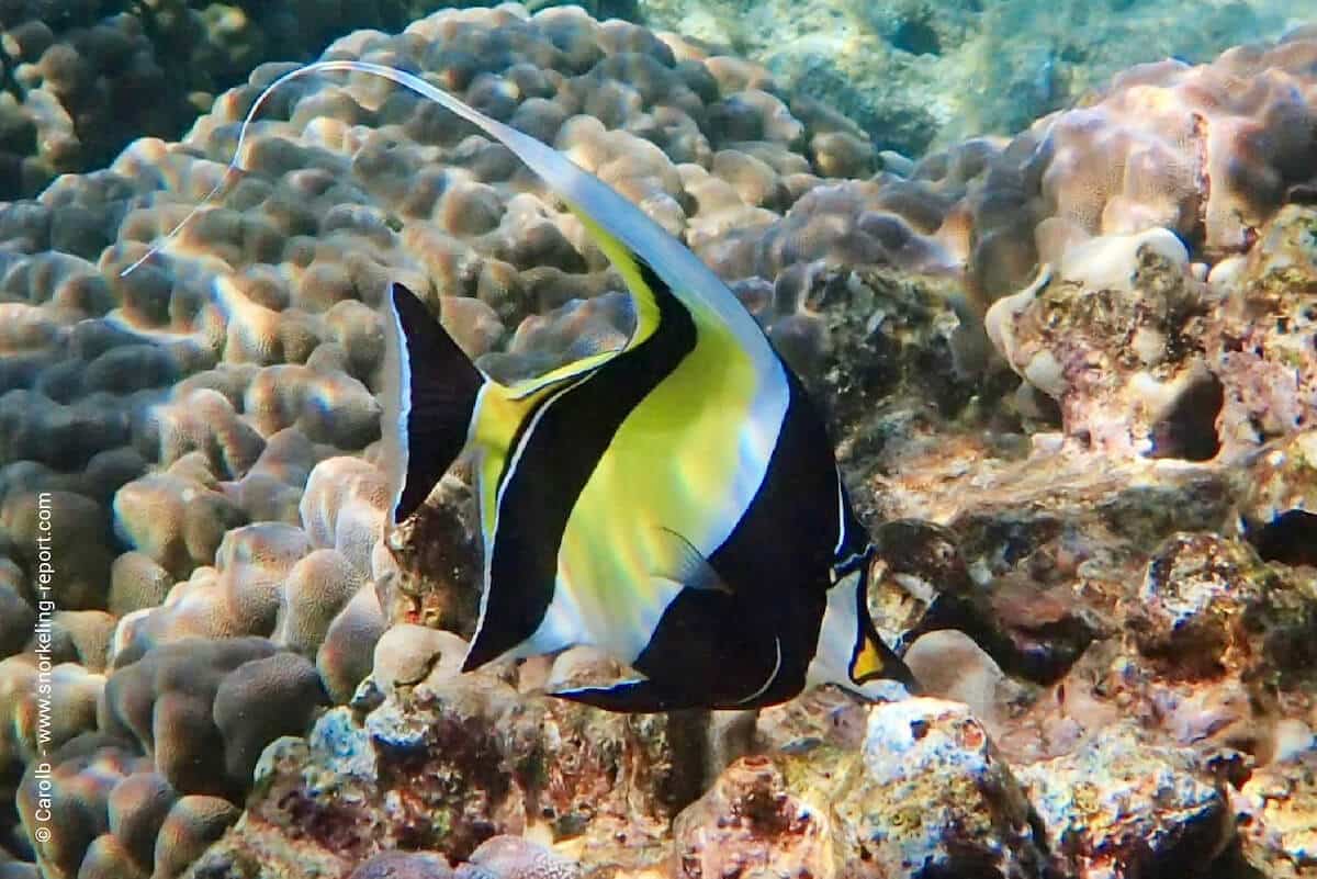 Moorish idol in Hawaii - kihikihi - Zanclus cornutus