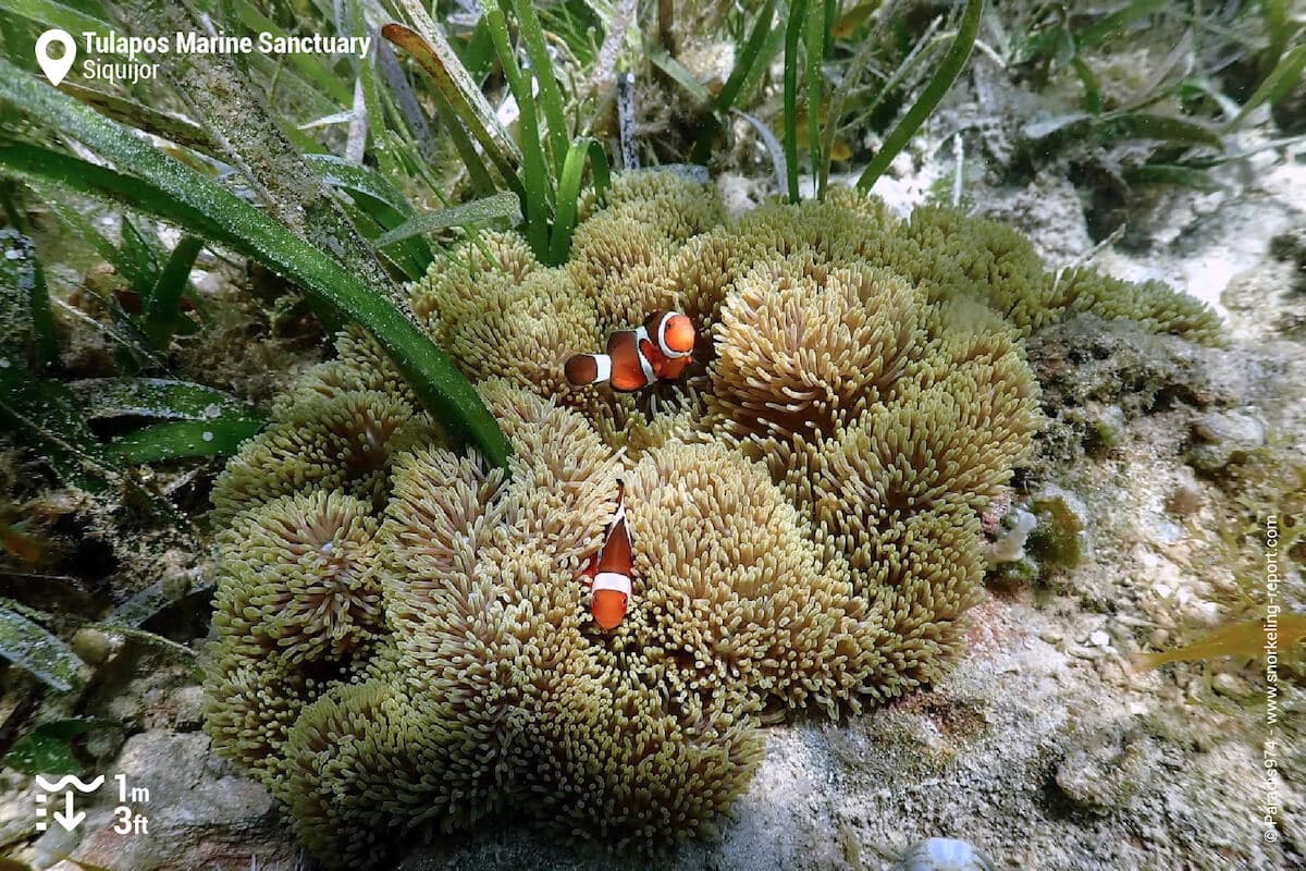 Ocellaris anemonefish in Tualpos seagrass beds