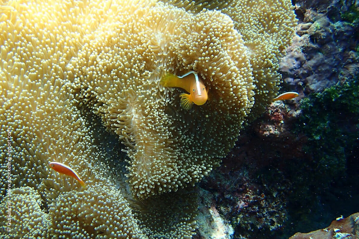 Orange skunk anemonefish in Siladen Island