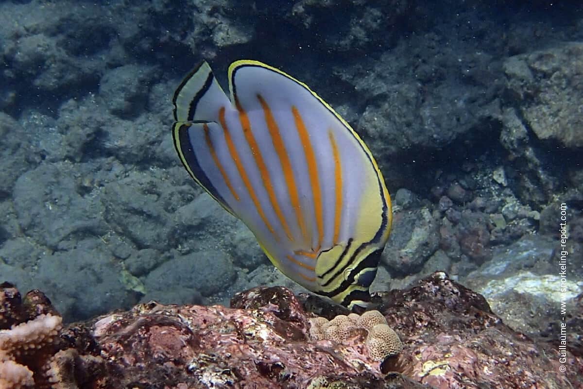 Ornate butterflyfish in Hawaii - kikakapu - Chaetodon ornatissimus