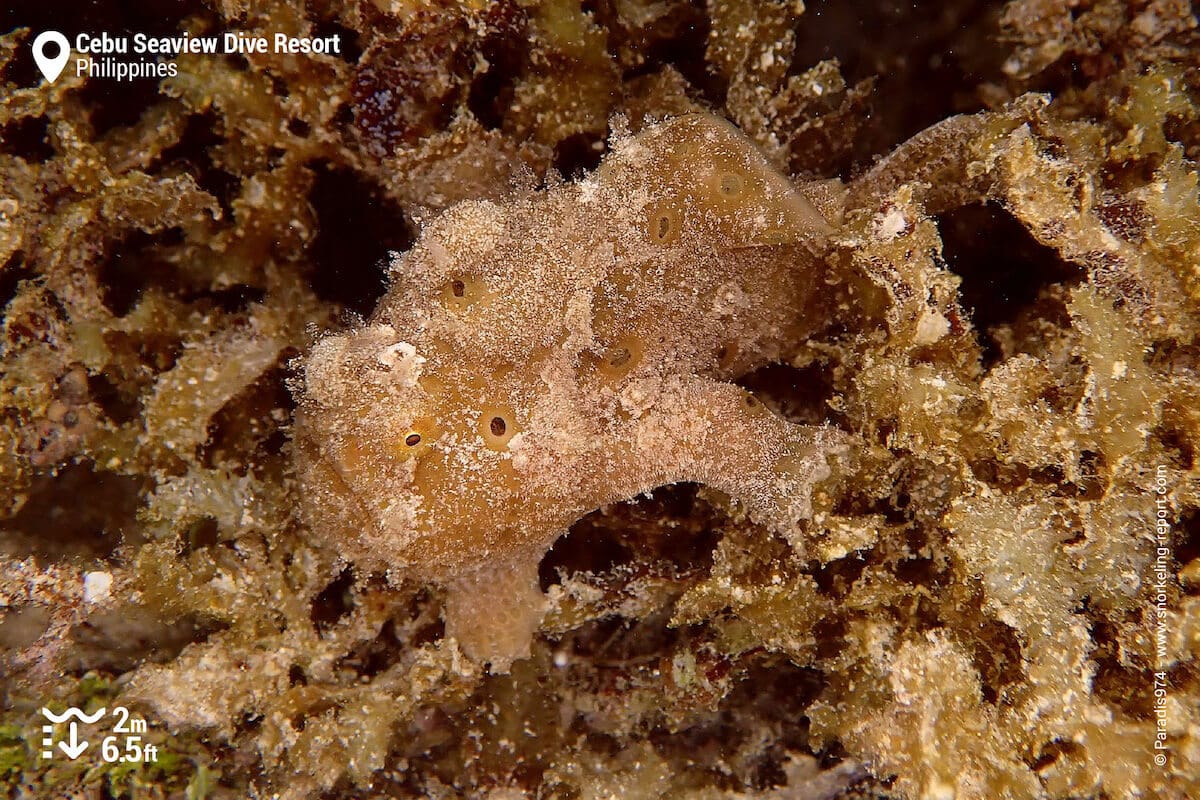 Painted frogfish in Moalboal