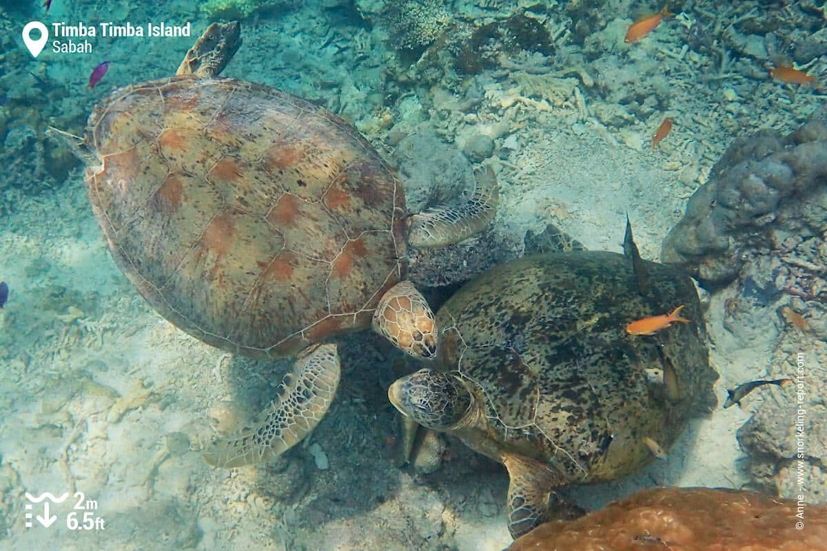 Pair of green sea turtles at Timba Timba
