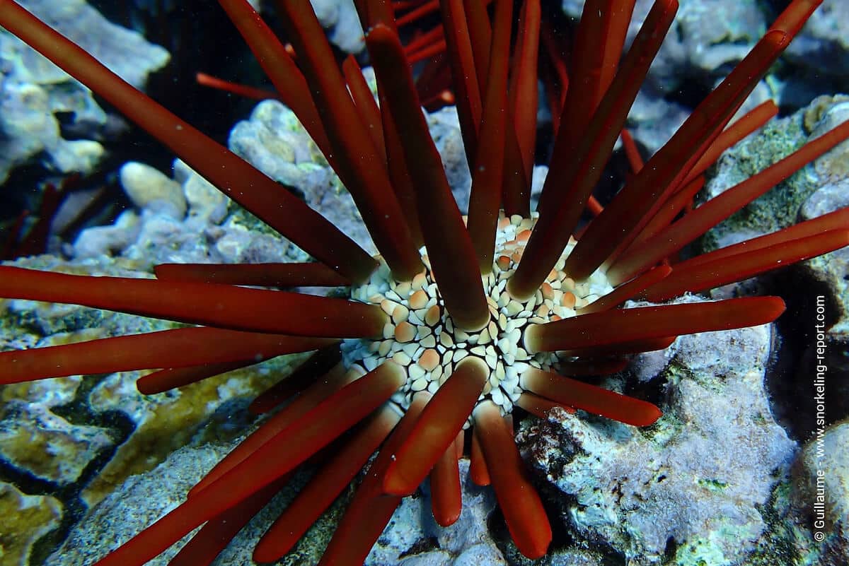 Red pencil urchin in Hawaii - ha'uku'uku'ula'ula - Heterocentrotus mamillatus