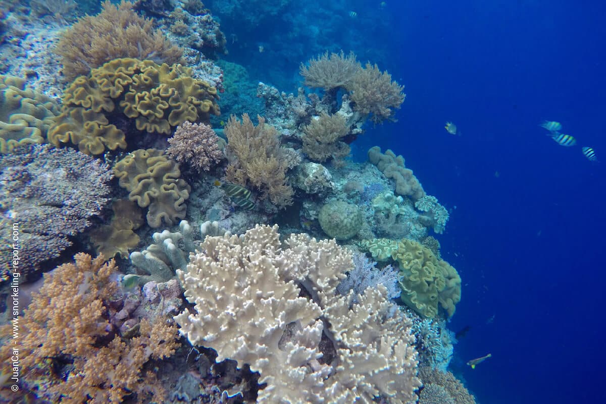 The reef drop off at Pulau Hatta