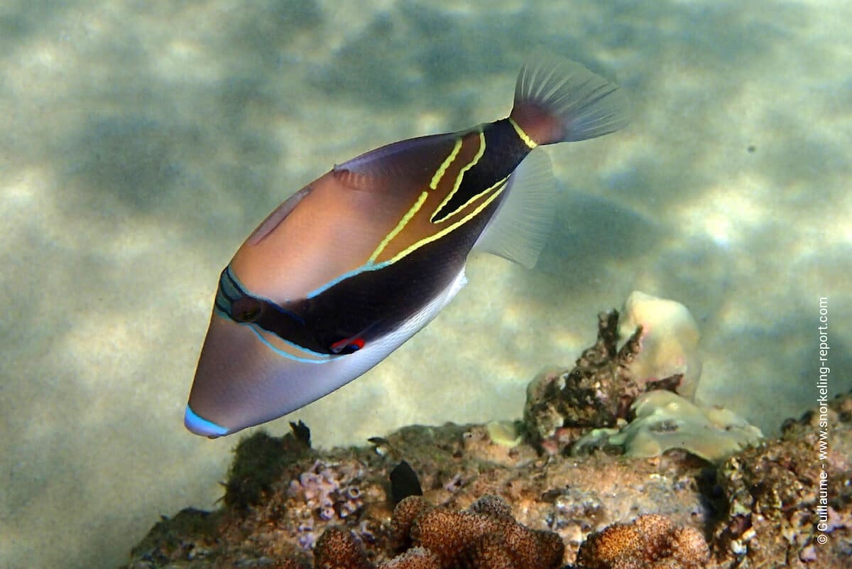 Reef triggerfish in Hawaii - humuhumunukunukuāpua'a - Rhinecanthus rectangulus