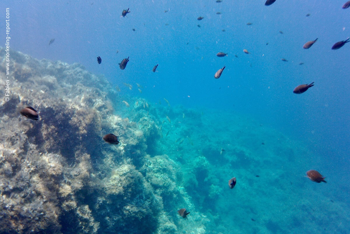 Damselfish above rocky seabed in Ghar Lapsi