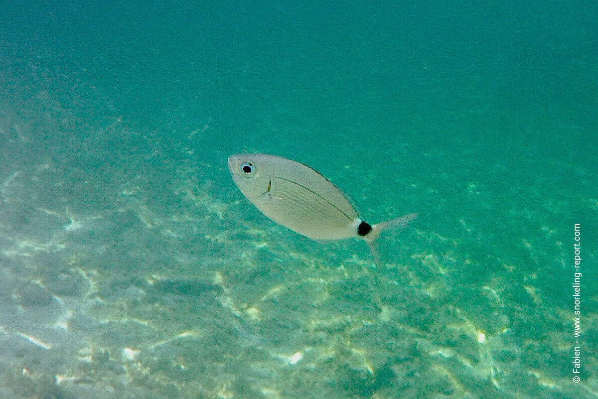 Saddled seabream at Qawra Point