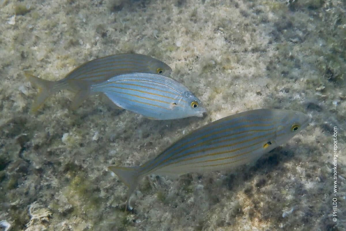 Salema porgy