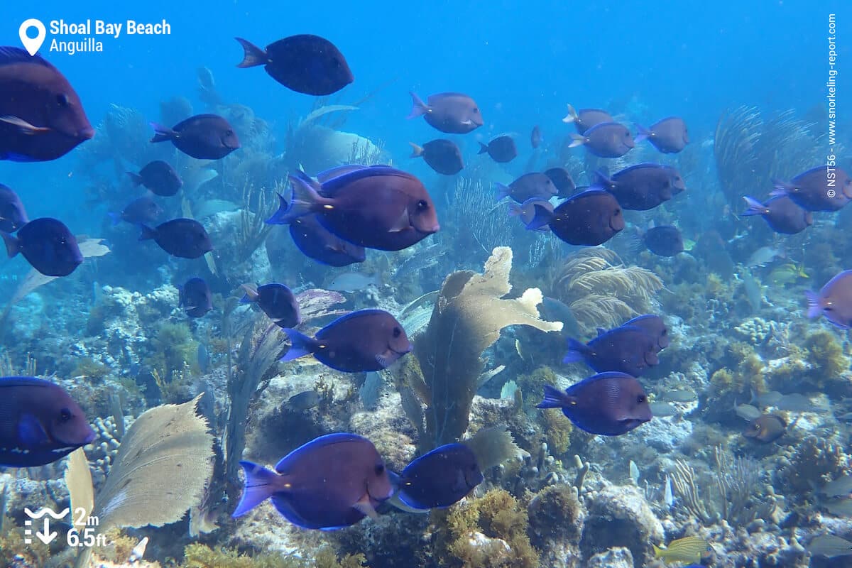 School of Blue tang at Shoal Bay