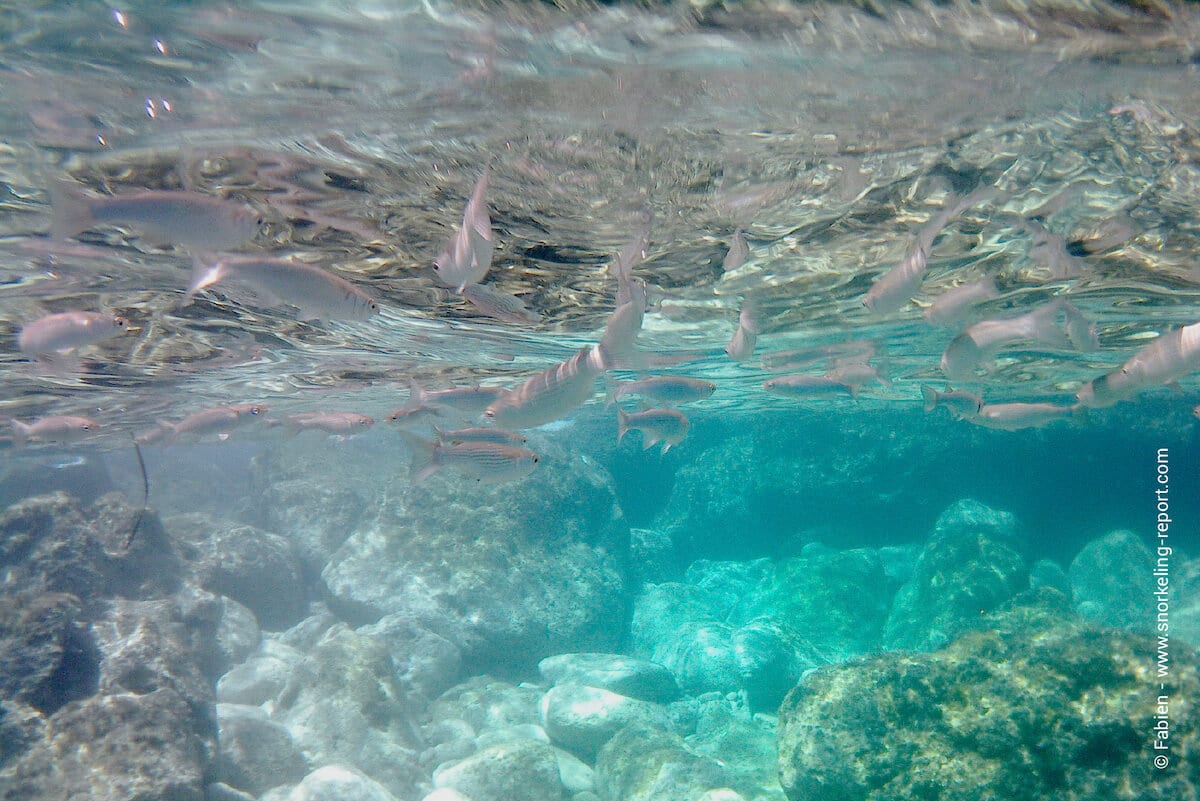 School of mullets at Dahlet Qorrot