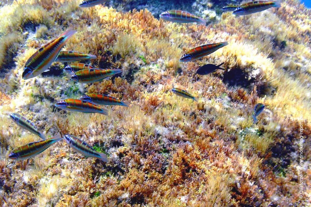 School of ornate wrasse at the Blue Hole