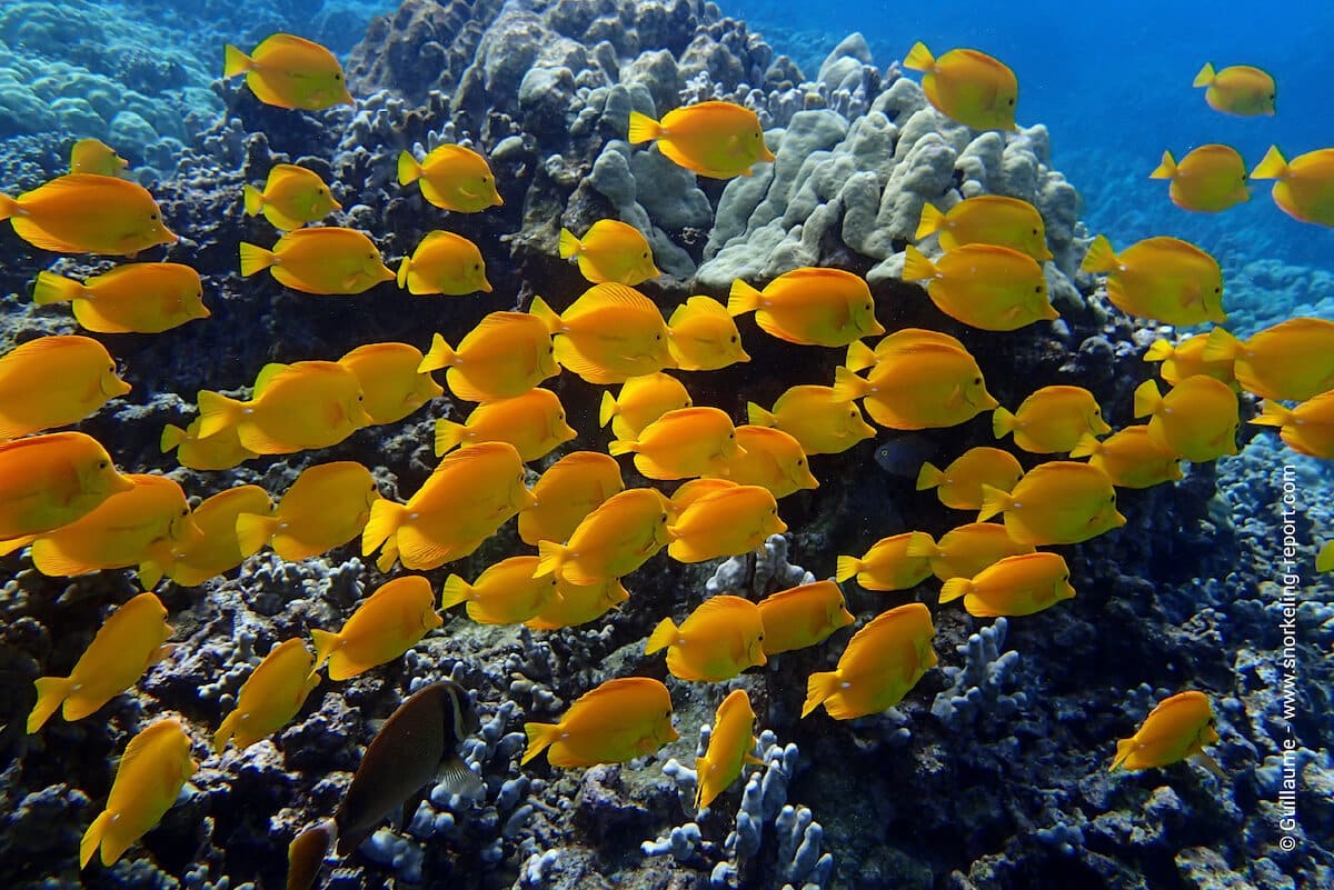 School of yellow tang in Hawaii - Zebrasoma flavescens - lau'ipala