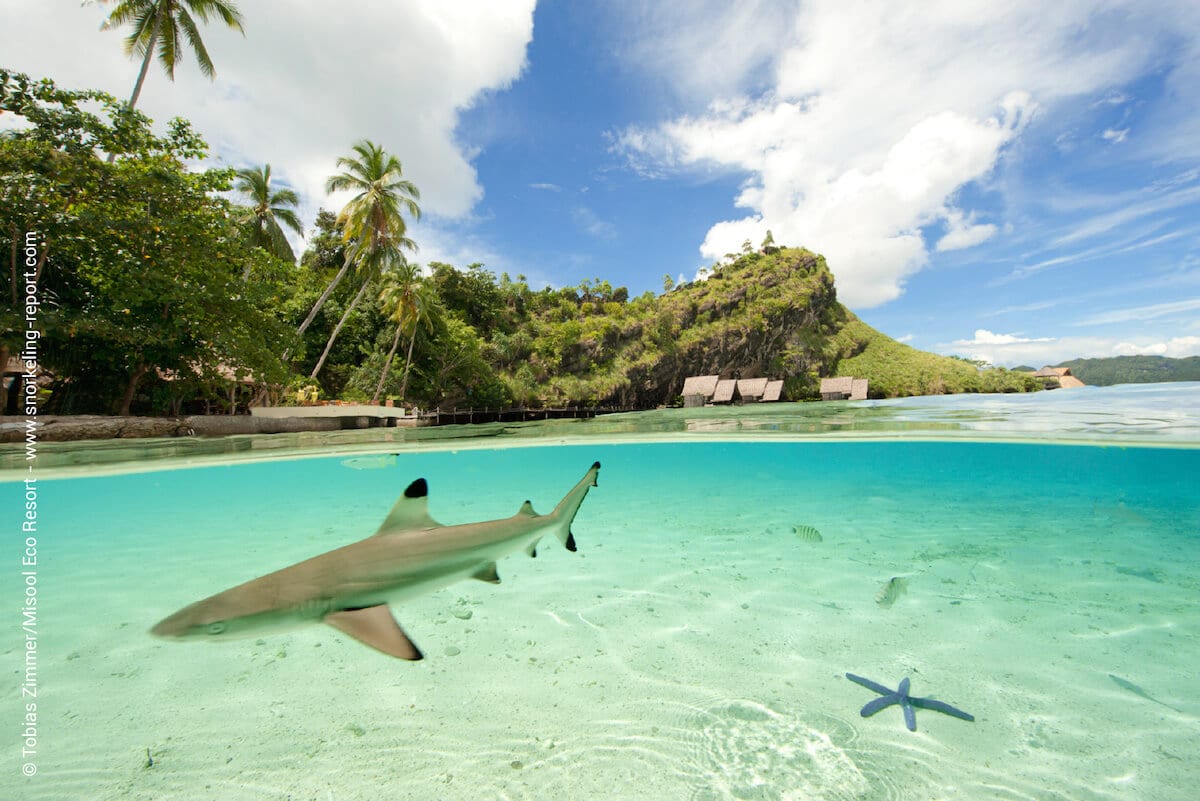 Blacktip reef shark in Misool Eco Resort lagoon