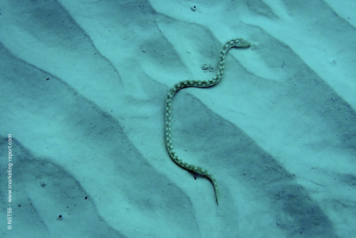 Snake eel on a sandy bed in Anguilla