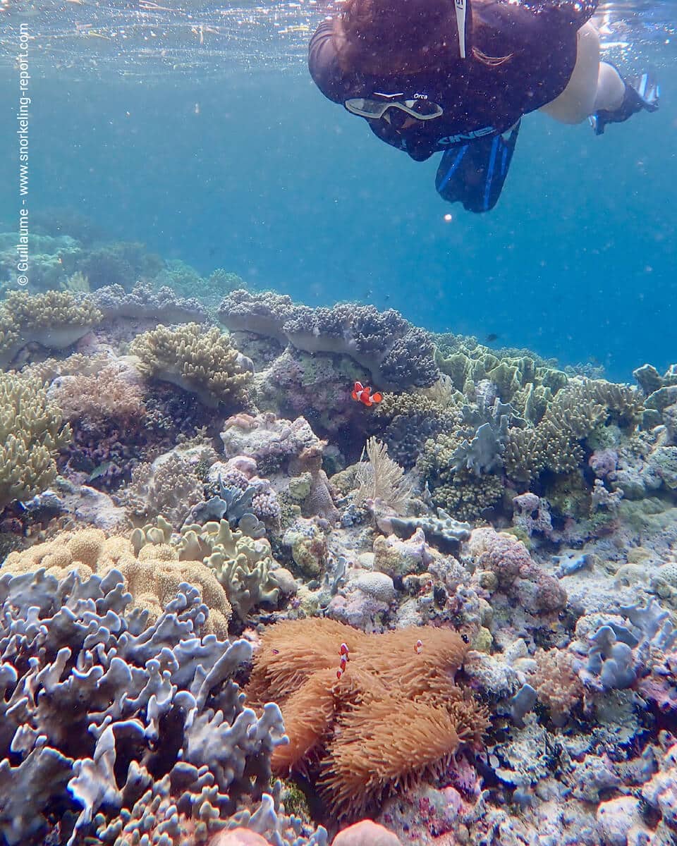 Snorkeler observing ocellaris anemonefish in Wakatobi