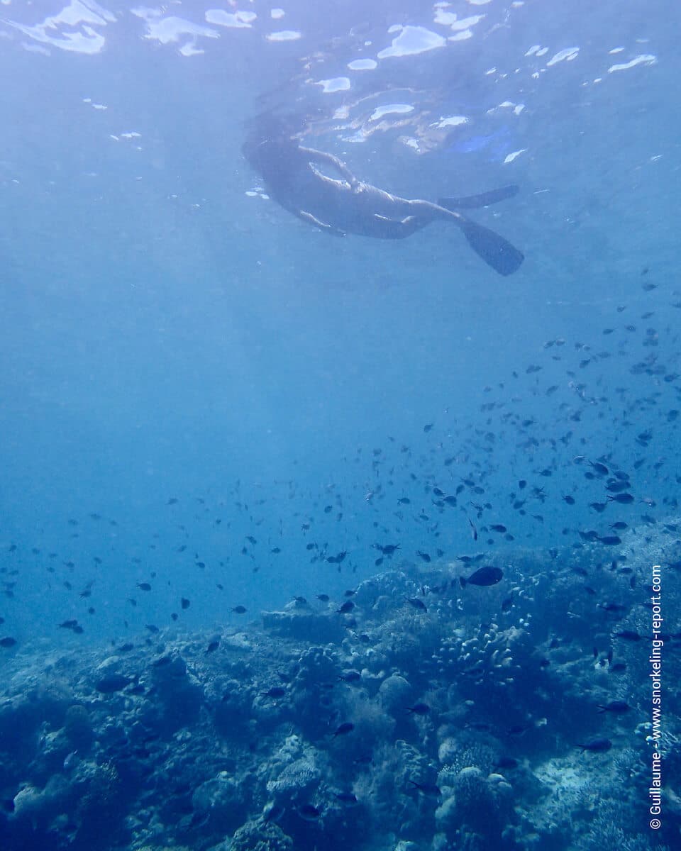 Snorkeler over Bunaken Island's fringing reef