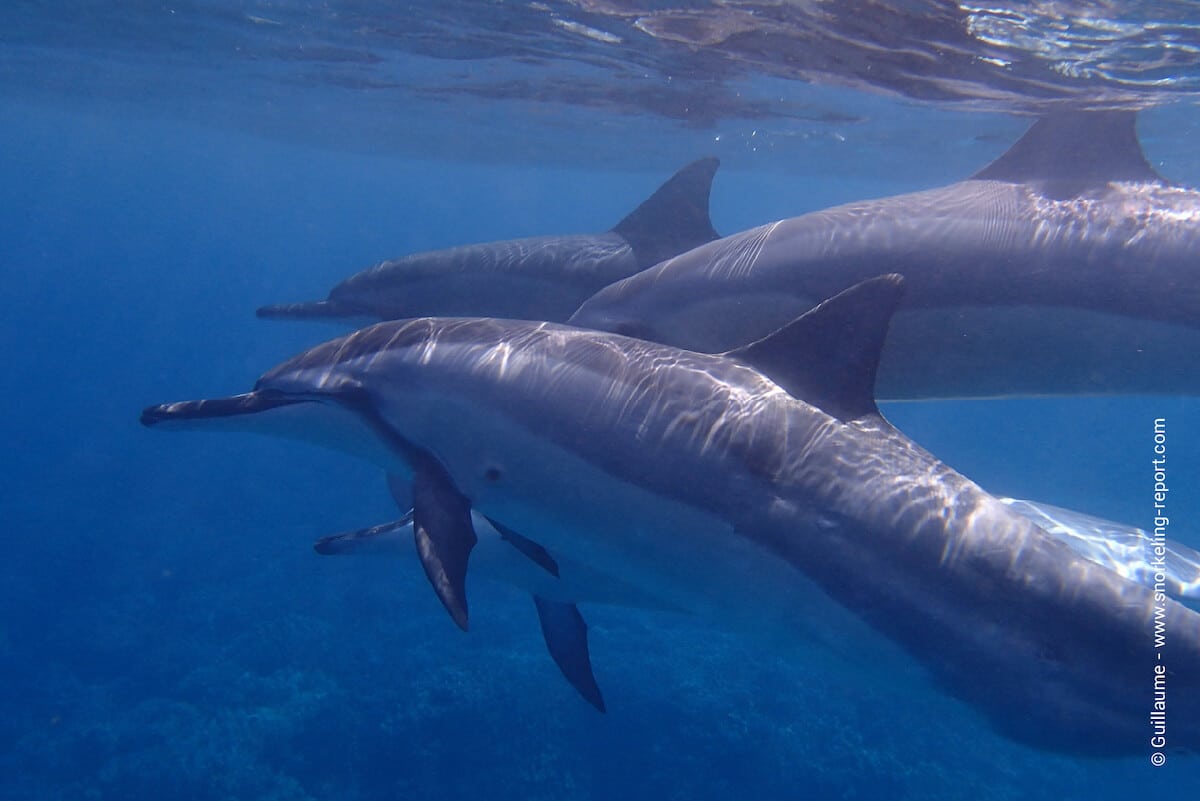 Spinner dolphin in Hawaii - nai'a - Stenella longirostris