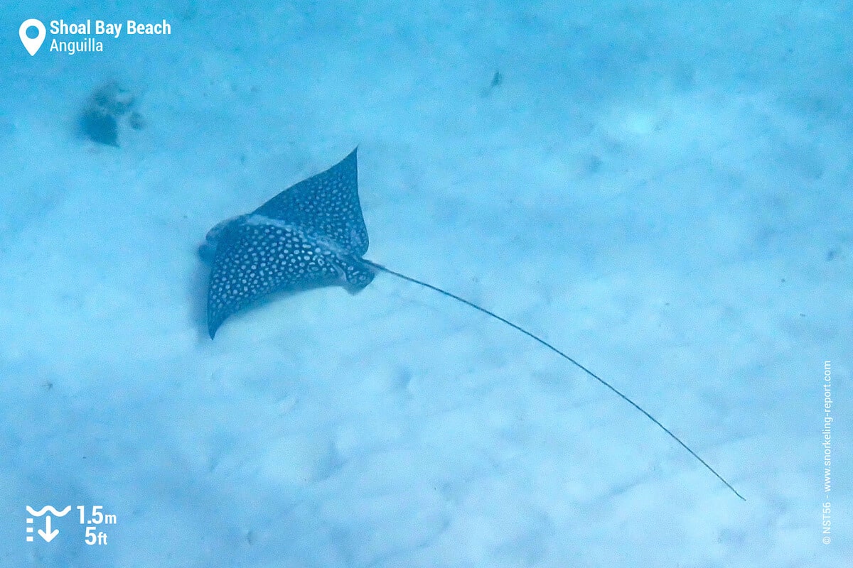 Spotted eagle ray at Shoal Bay