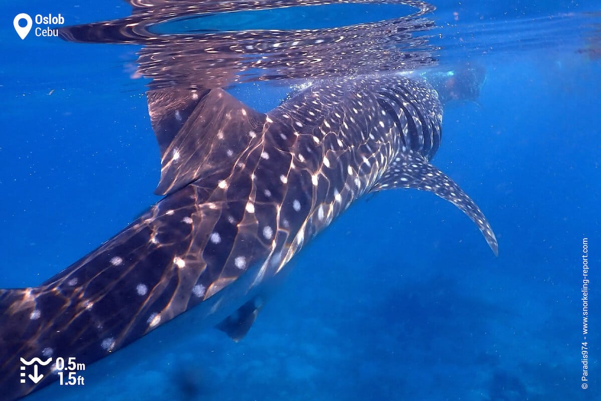 Whale sharks at the surface of the sea in Oslob