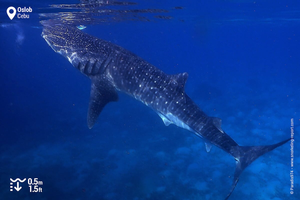 Whale shark in Oslob