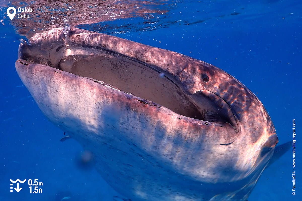 Mouth of a whale shark